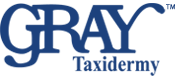 Gray-Taxidermy